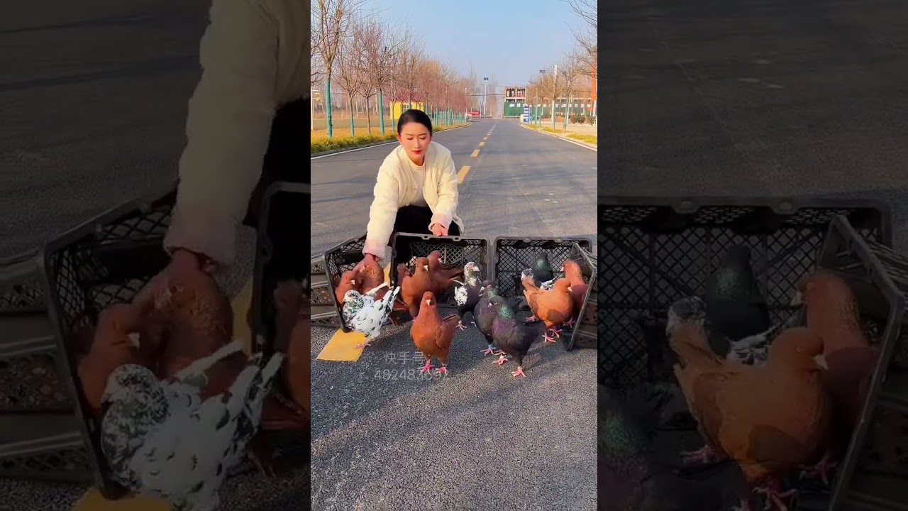 Royal Walk King Size Fancy Kabootar 👑🕊️ #Trending#fancykabootar #kingsizekabootar #pigeonlovers