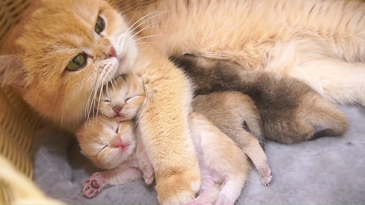 Overflowing with cuteness! A mother cat’s loving embrace.