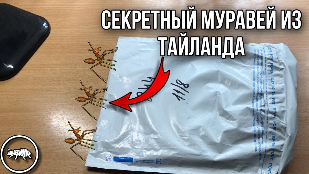 РАСПАКОВКА ПОСЫЛКИ ИЗ ТАЙЛАНДА // AntKeeper