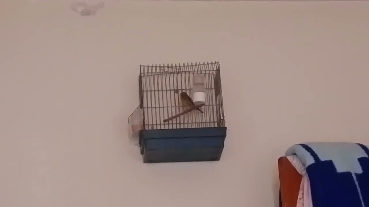 تغريد ذكر بسبوس للتزاوج