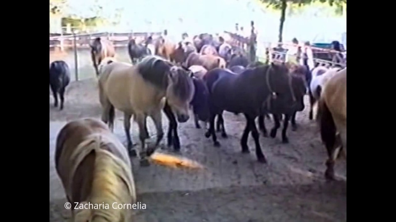 Ponyparkcity in 1997 - doorgang deel 2 + Giant Stable (Fjorden, Shettys en Appaloosa's) #Collendoorn