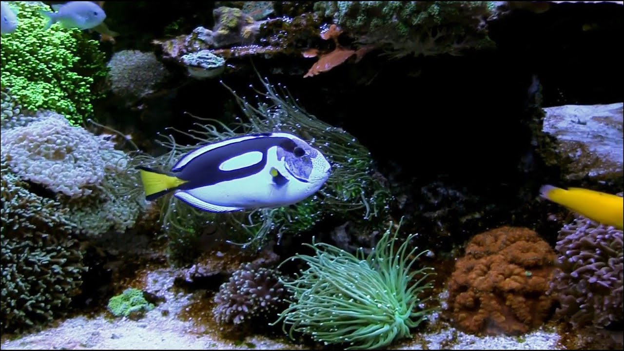 Aquarium Adventure (2025)