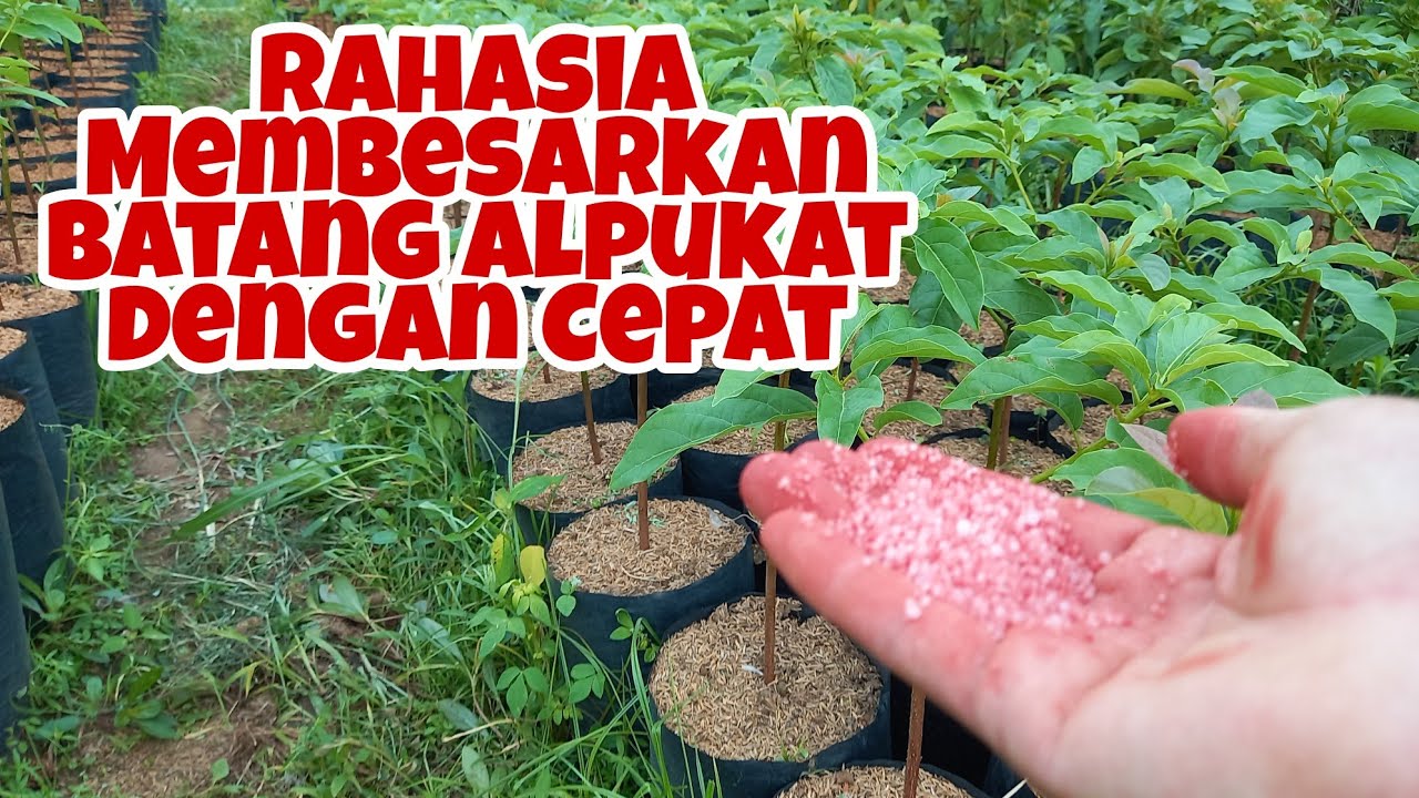Cara Mudah Pemupukan Membesarkan Batang Alpukat dan Tumbuh Subur