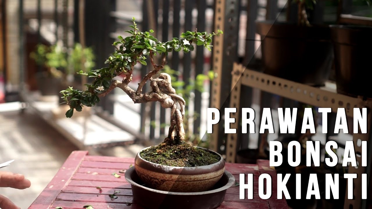 Perawatan bonsai hokianti Expos Root#bonsai #hokiantea #bonsaimini #relaxing #tanamanhias