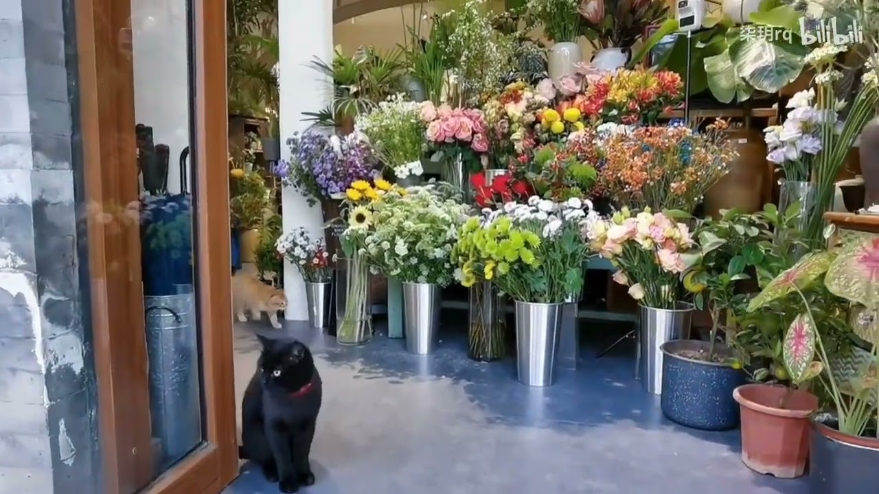 花店装修，历时三个月把将近百年的老房子装修成花店