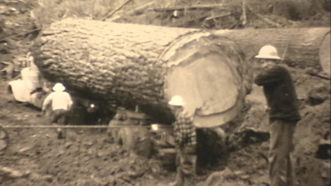 BLM and Oregon's Centennial Tree -- 1959
