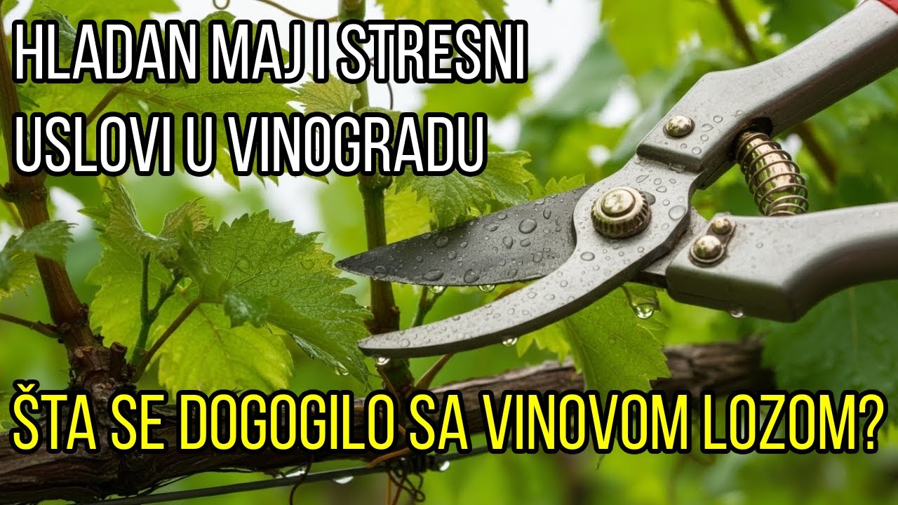 Hladan mjesec maj i njegove posljedice na razvoj vinove loze