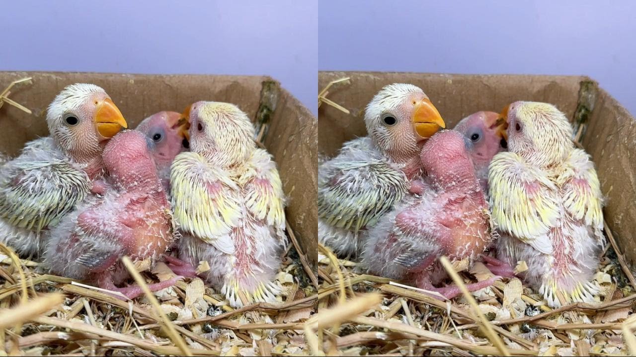 小硬蛋母爱泛滥让它认养一只