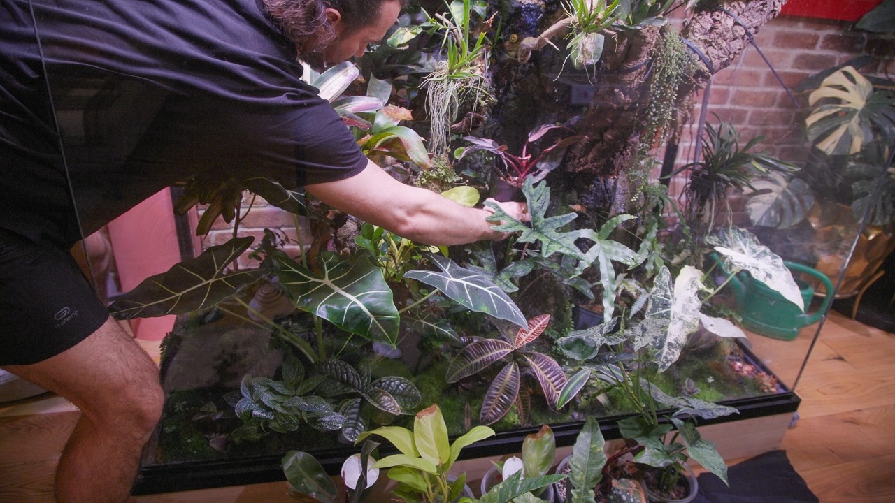 Duży update w terrarium, więcej begonii i filodendron&oacute;w