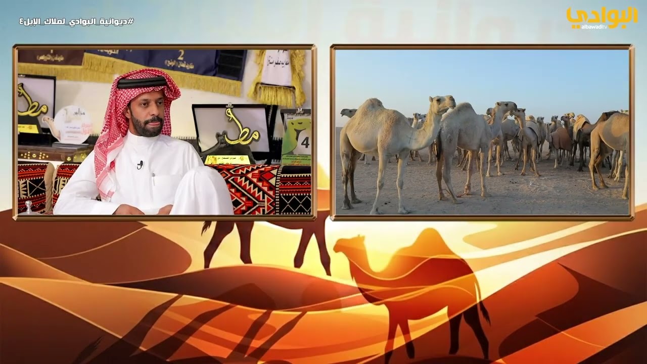 برنامج ديوانية البوادي لملاك الإبل - الحلقة (19)