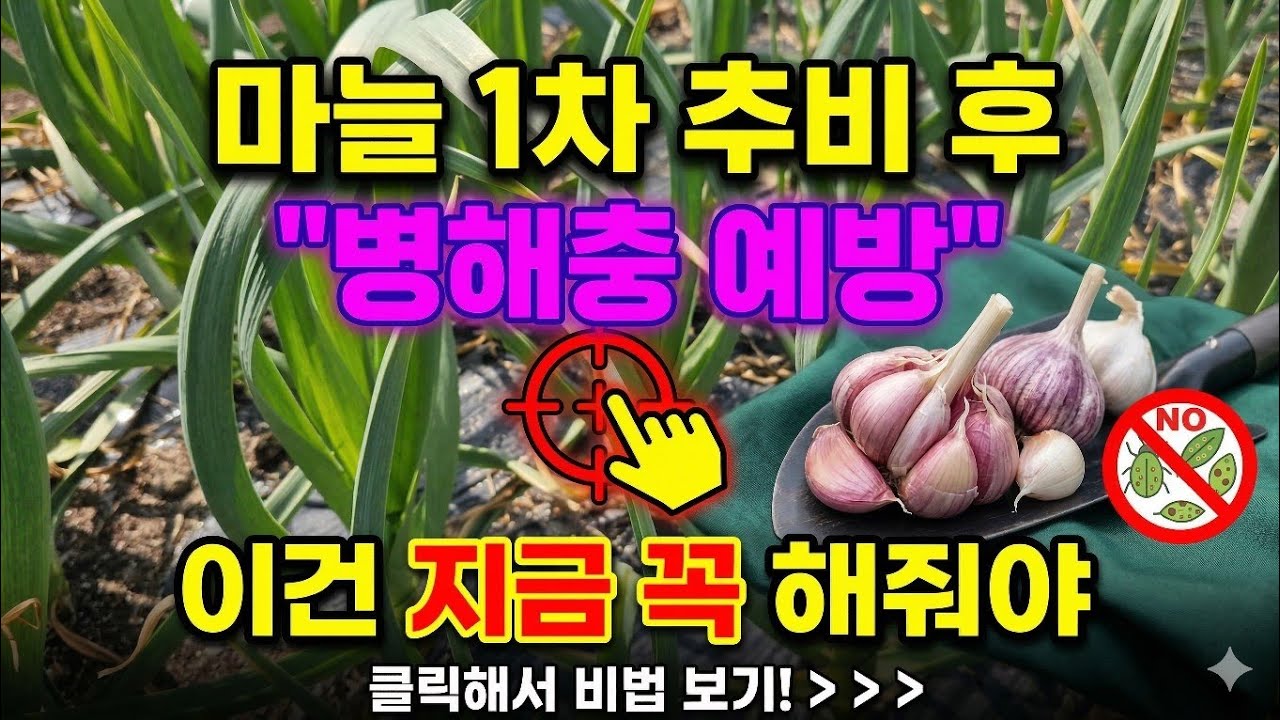 마늘농사 3월 병해충 예방 무름병 잎마름병 한 방에 잡고 굵게 키우는 법