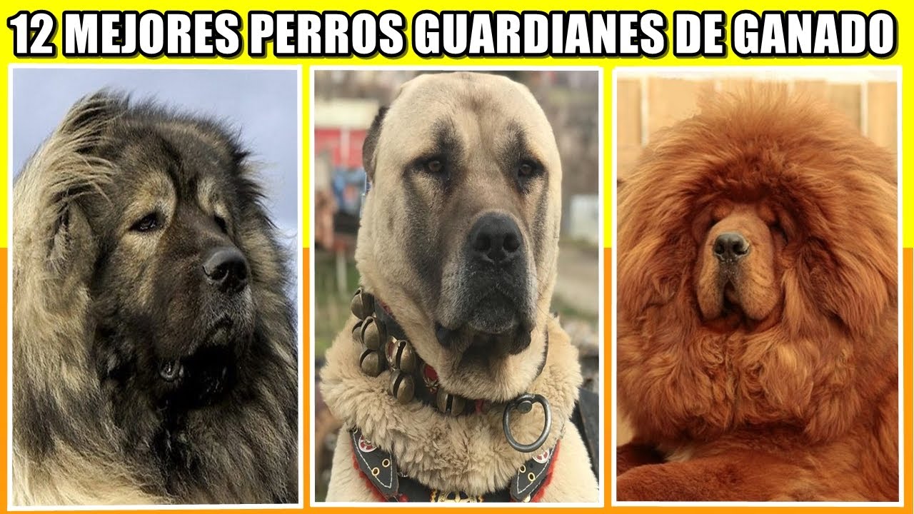 12 Mejores Razas de Perros Guardianes de Ganado