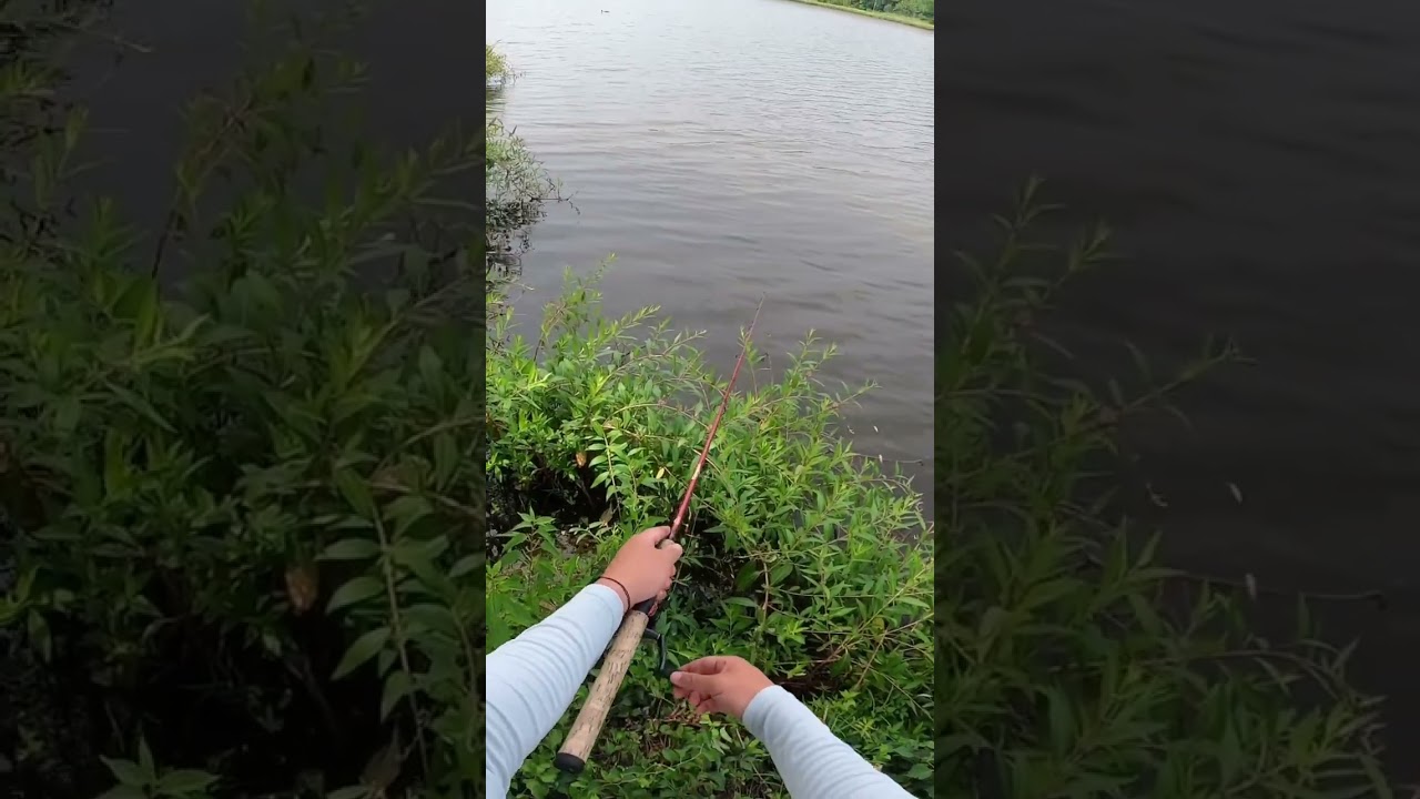 Dink Eats The Minnow! #fishing #carpworld #funny #carp #fish #carpfishing #freshwaterfish #basslake