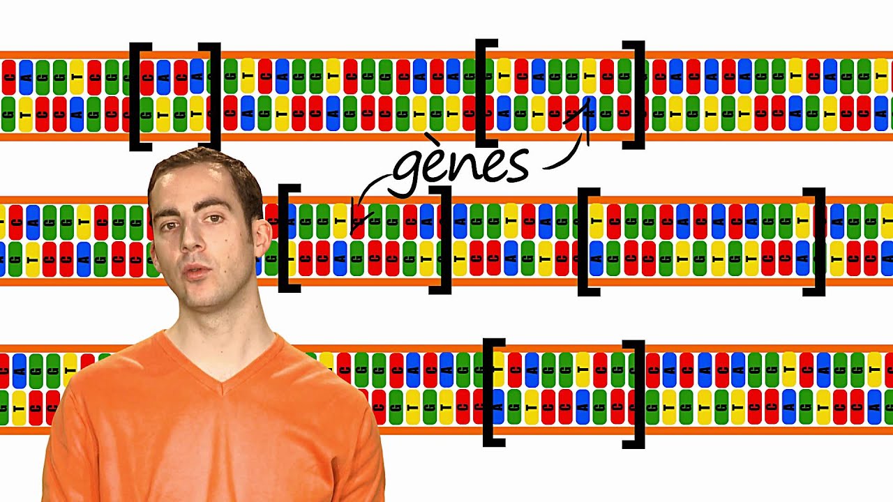 KEZAKO: Comment fait on une analyse ADN?