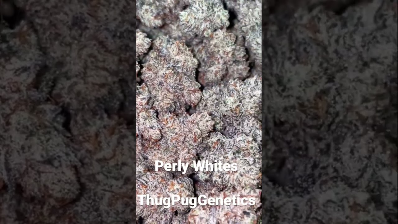 Pearly whites strain ThugPugGenetics