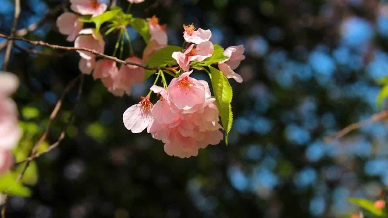 Heal Your Soul: Gentle Rain & Touching Piano Melodies