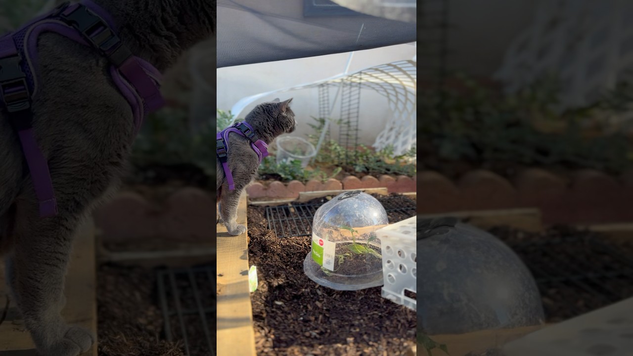 Garden inspector Boo