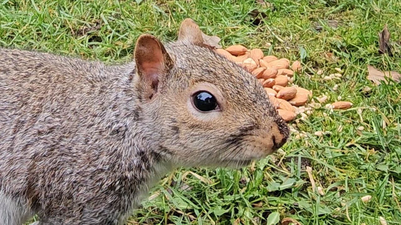 Wildlife feasting on nuts and seeds