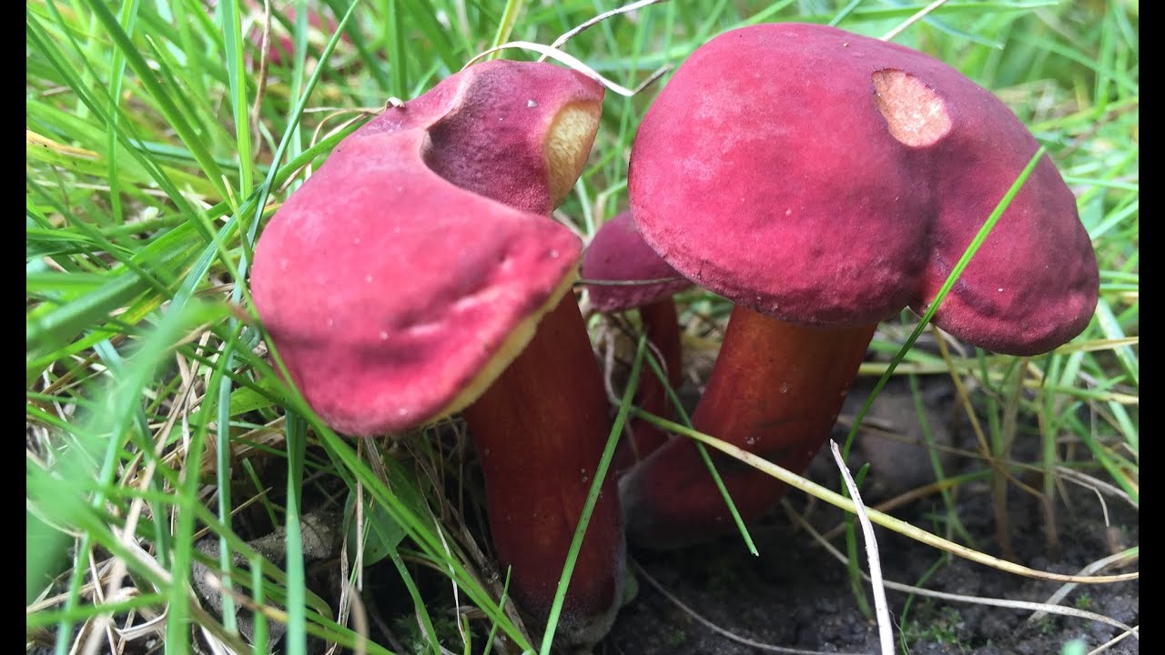 Identifying the Ruby Bolete, Hortiboletus rubellus