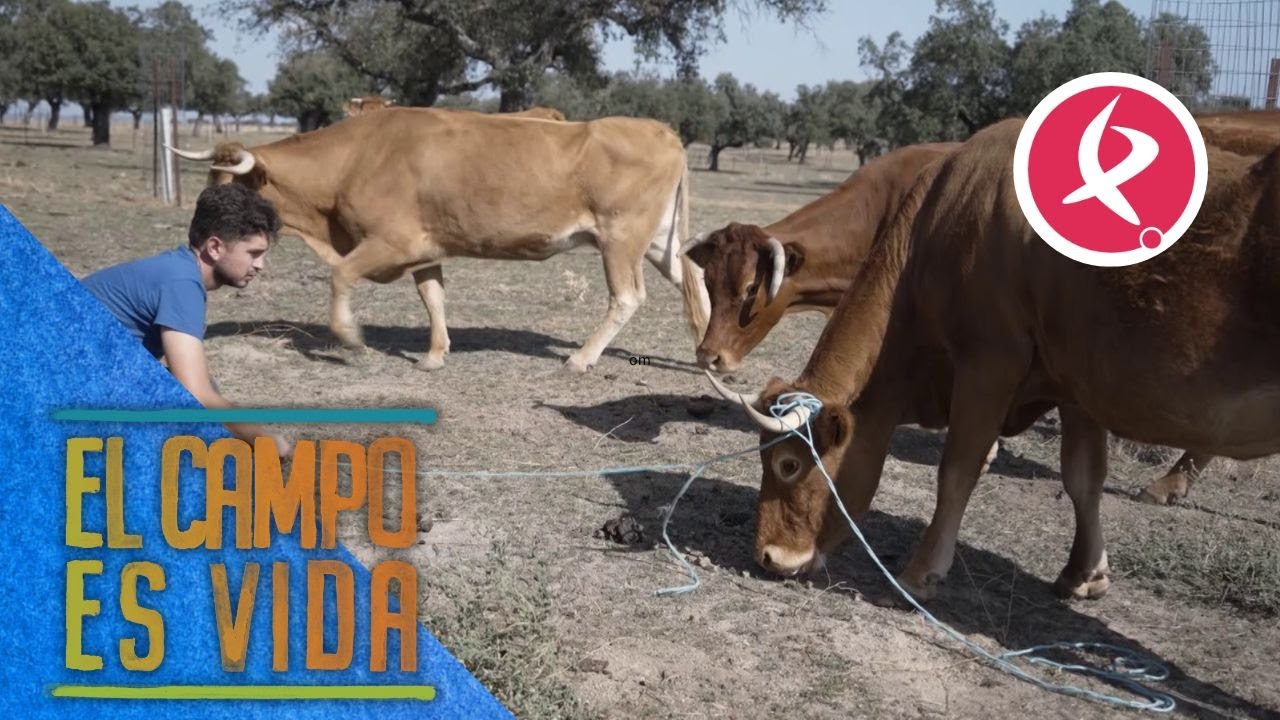 Una vaca queda atrapada en una cuerda y Alberto interviene para liberarla | El campo es vida