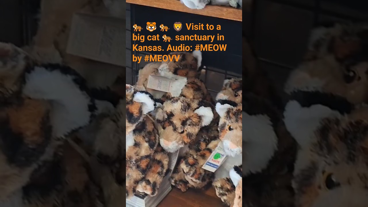 🐅 🐯 🐅 🦁 🦁 Visit to a big cat 🐅 sanctuary in Kansas.  Audio: 