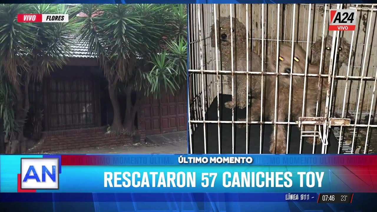 🚨 INDIGNANTE: DESBARATARON UN CRIADERO ILEGAL DE CANICHES EN FLORES