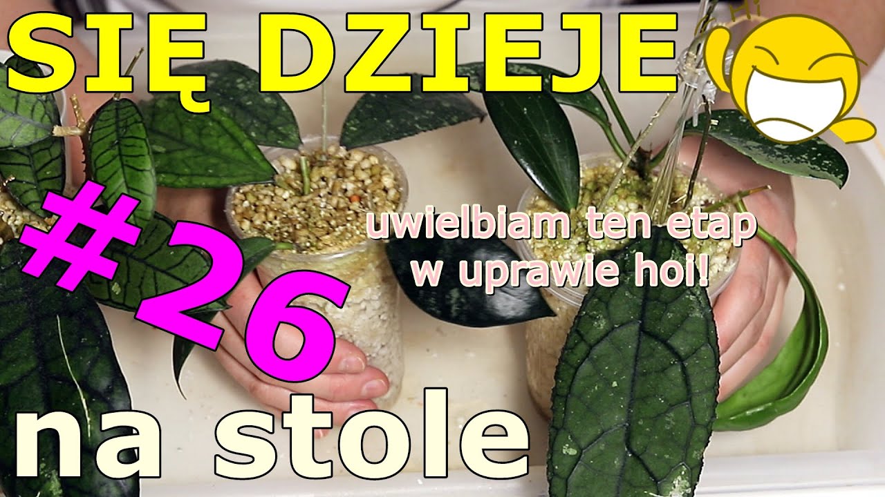 Hoje i dwa Filodendrony: hojowe perełki, roślinne prace, pierwszy odcinek w nowym roku 2026!