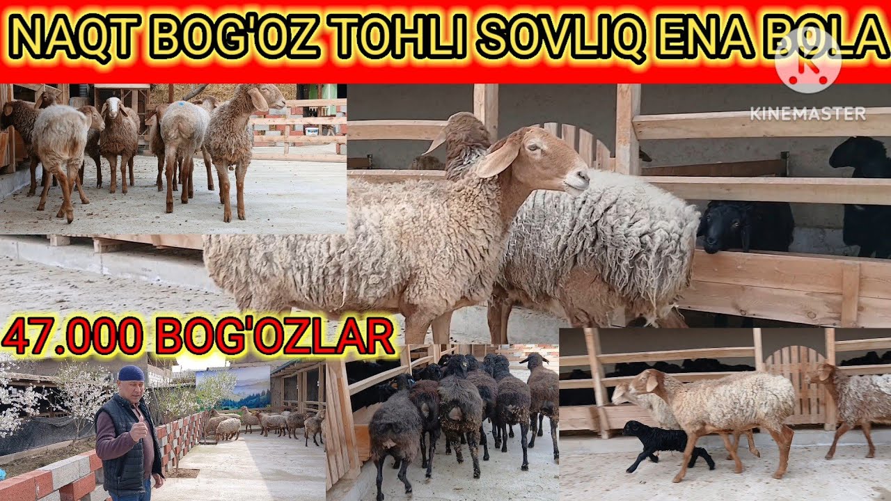ABDURAHIM TOG'ADAN 4.700 GA  BOGOZLAR 🙉😲