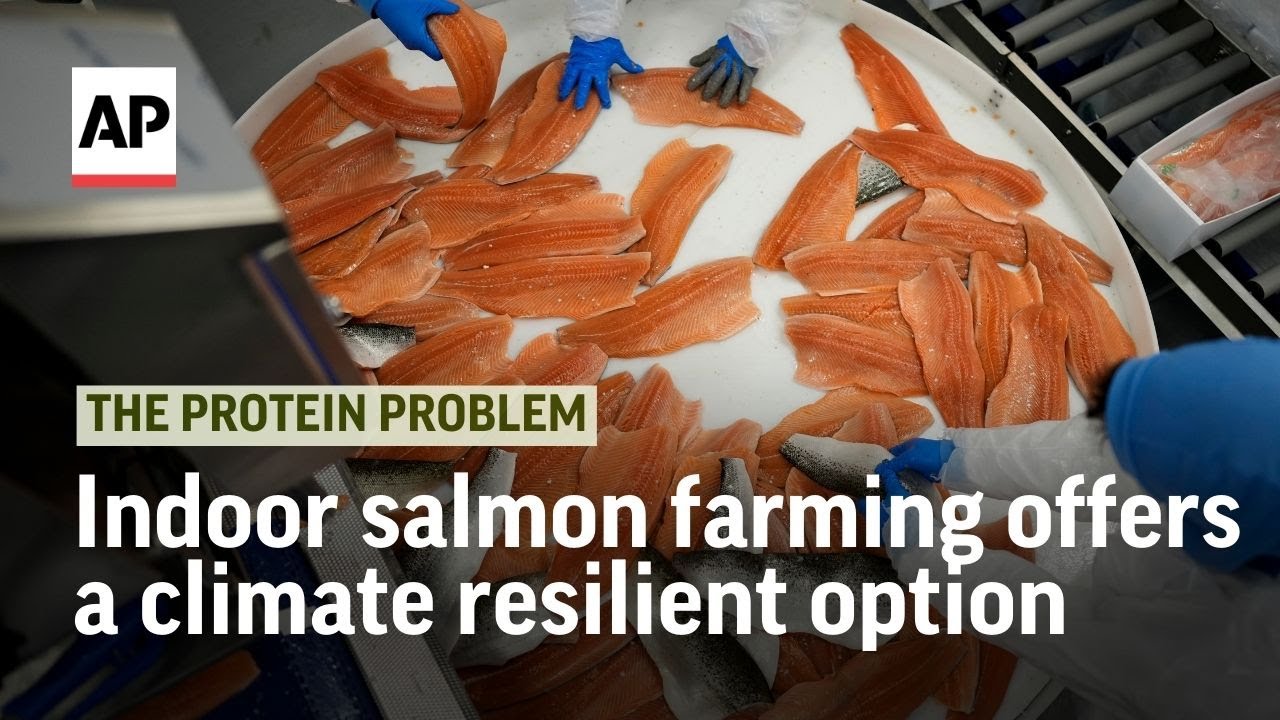 Making salmon farming more sustainable by putting it indoors | The Protein Problem