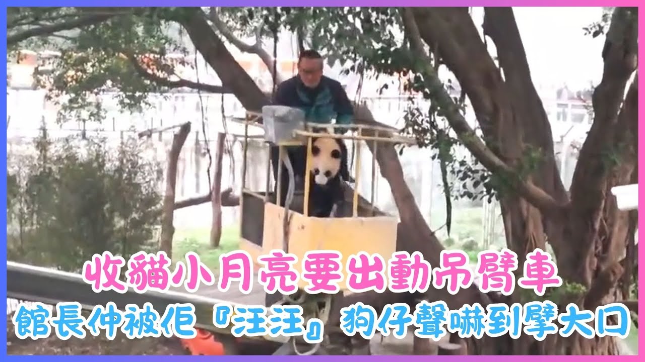 26.01.17💖收貓小月亮要出動吊臂車！館長仲被佢『汪汪』狗仔聲嚇到擘大口💖小月亮擒树技能满泻～一气呵成弹上绷带床，摊大字冬菇咁瞓着得意到漏电