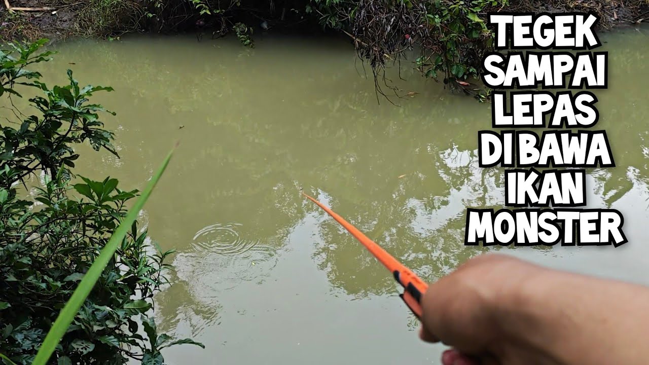 PANIK BANGET! TEGEK HAMPIR HILANG DI BAWA KABUR IKAN MONSTER WAKTU MANCING DI BUTUH PURWOREJO