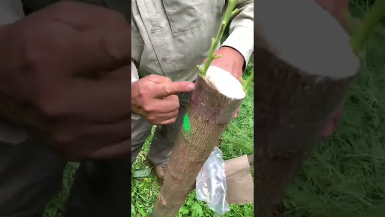 Como injertar un Árbol de Aguacate