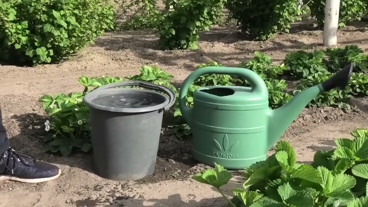 Подкормка клубники вначале цветения.  Часть 3.