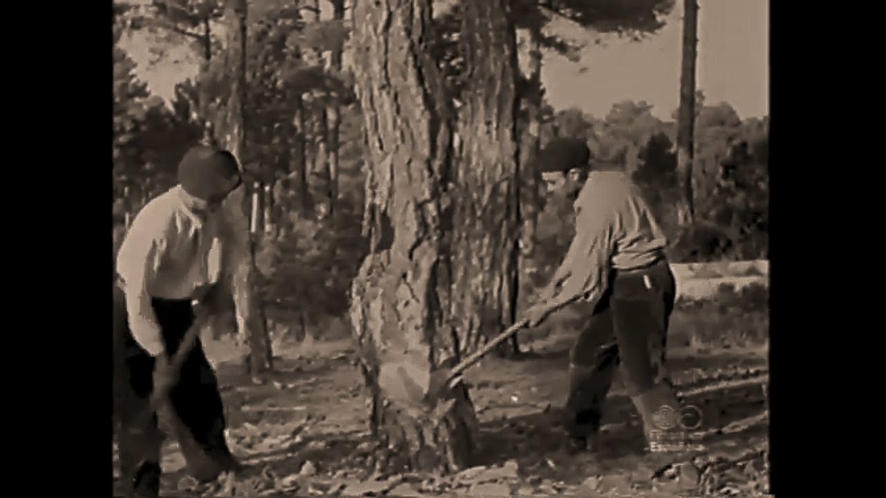 Maderada en Huélamo. El documental de los bosques de Cuenca