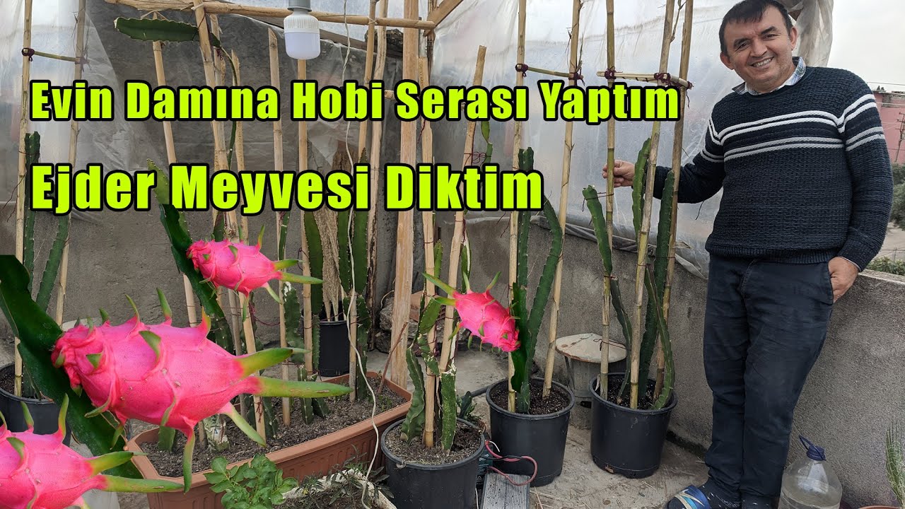 Hobi Serası Yaptım ve Ejder Meyveleri Diktim