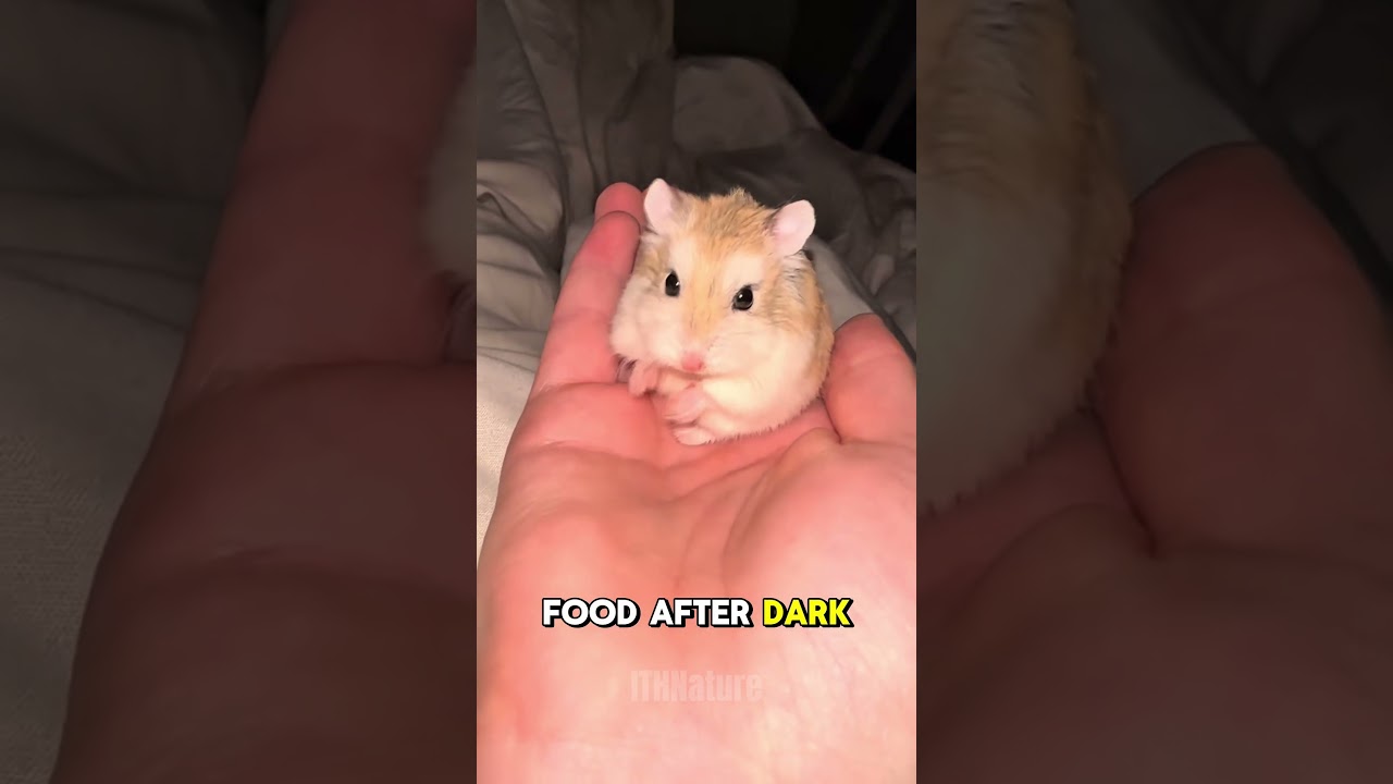 Why Are Hamsters Active at Night?