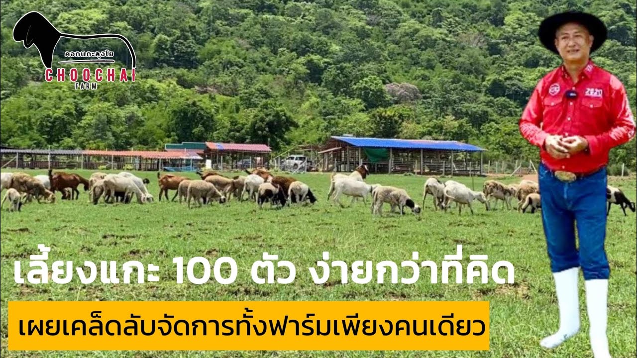 เลี้ยงแกะ 100 ตัว ง่ายกว่าที่คิด เผยเคล็ดลับจัดการทั้งฟาร์มเพียงคนเดียว #ชุมชนคนเลี้ยงแกะ