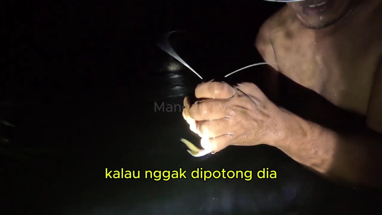 Nembak malam hari sungai arus deras, ikan berkurang karena setrum dan racun, tapi hasil tetap banyak