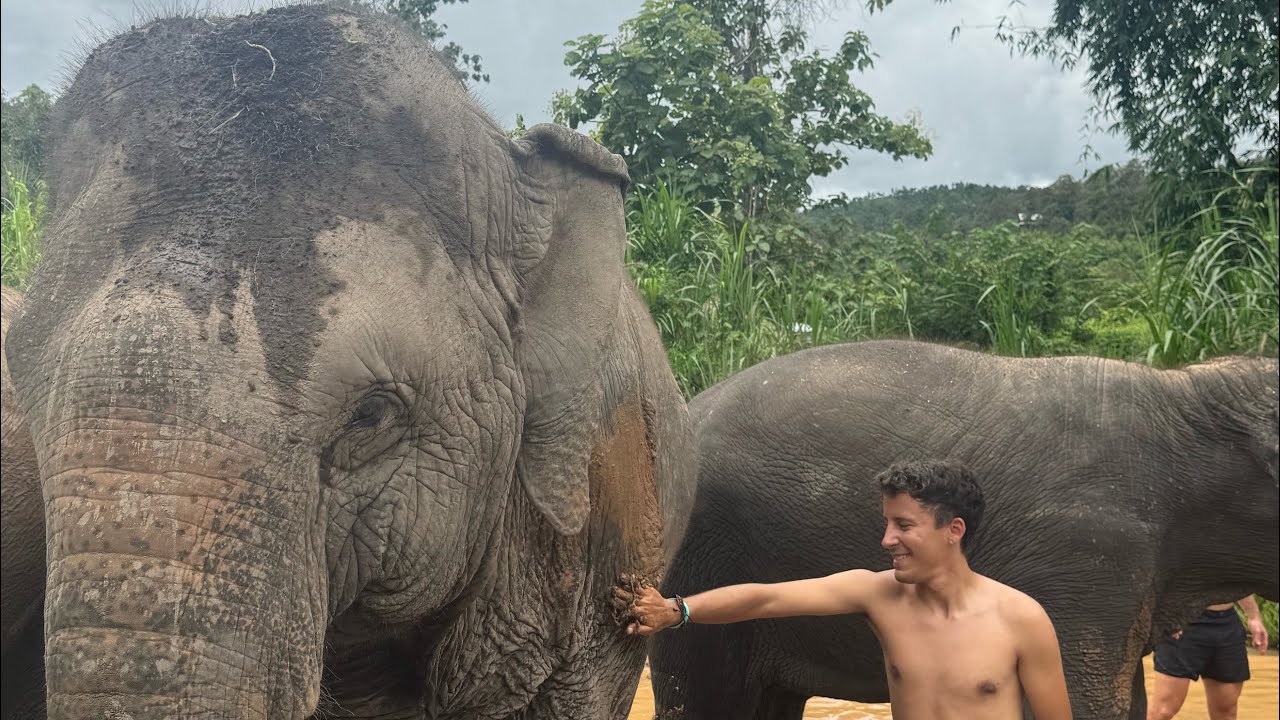 Day 2 in Chaing Mai with the Elephants| Thailand 🇹🇭