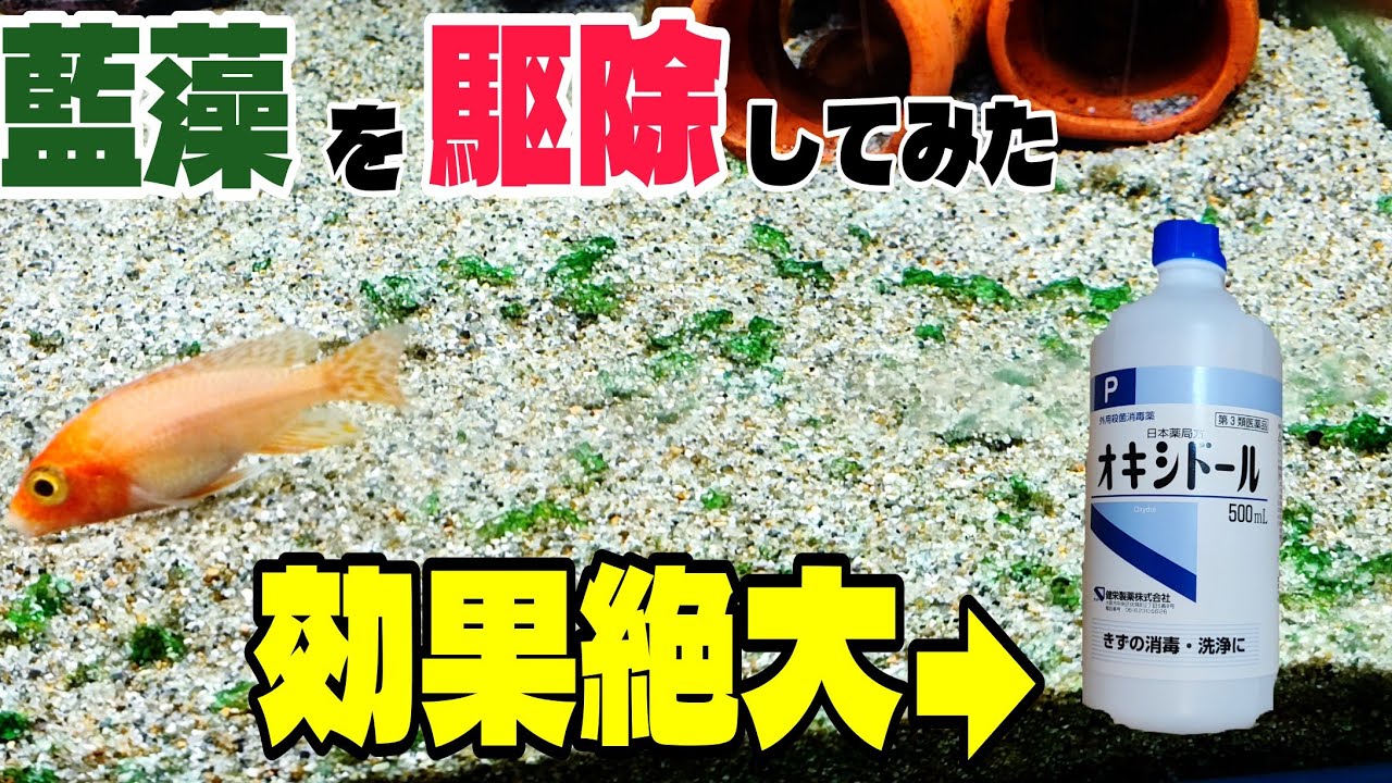効果絶大！オキシドールで藍藻を駆除してみた♪投入方法も紹介