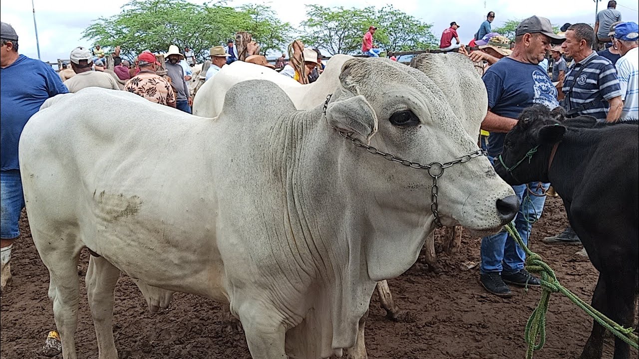 Feira de gado de tabira P E dia 18/03/26