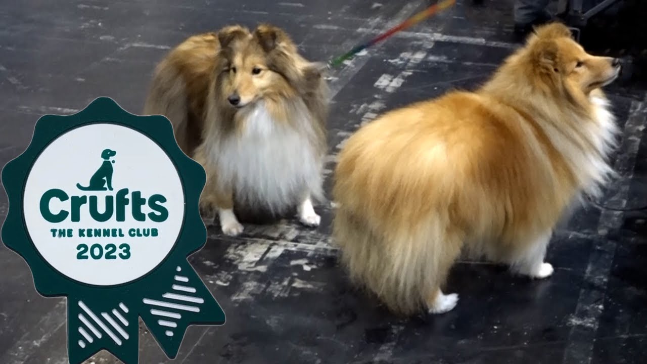 Come Along With Me To Crufts Dog Show 2023 | Steff Hanson
