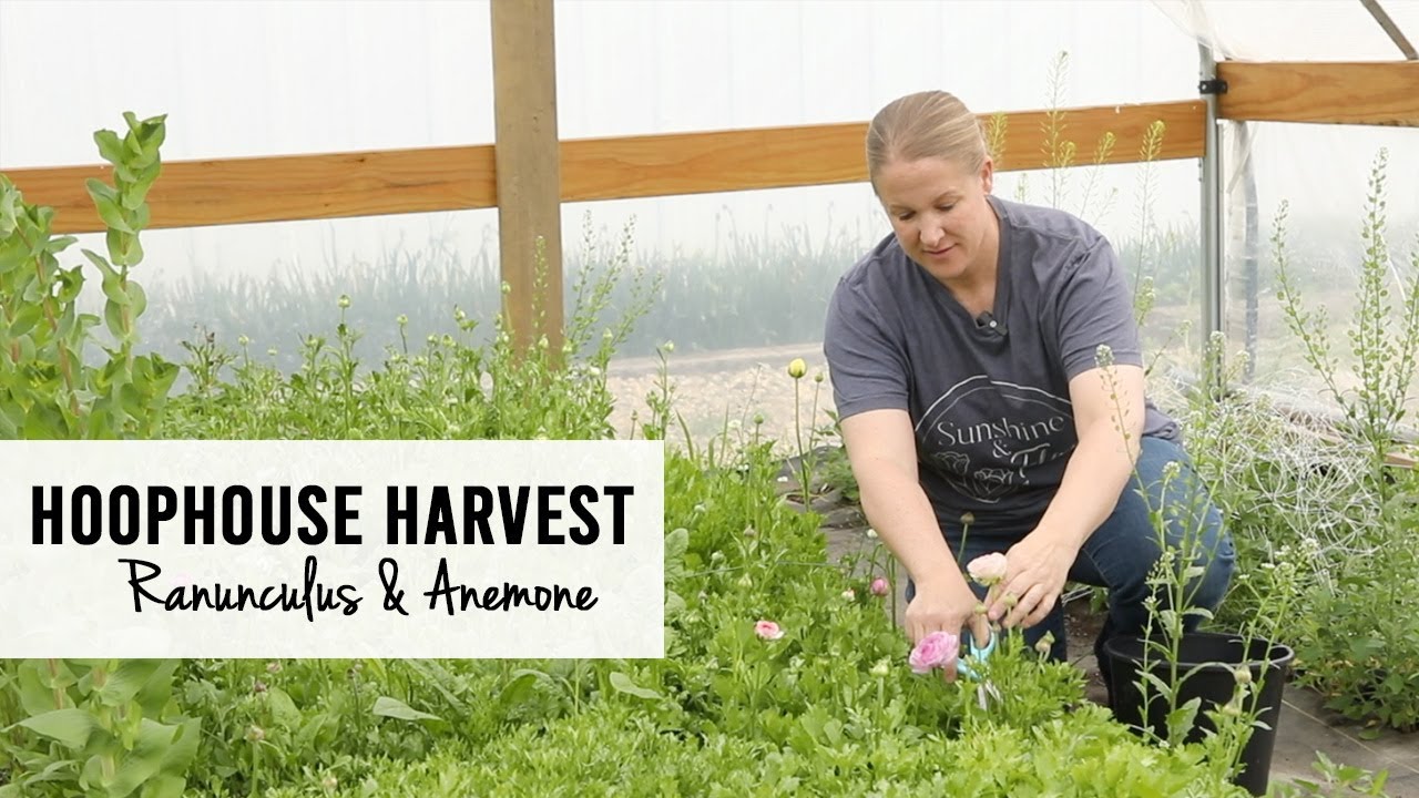 Harvesting the First Hoophouse Blooms of the Season!  Ranunculus & Anemone : Sunshine and Flora