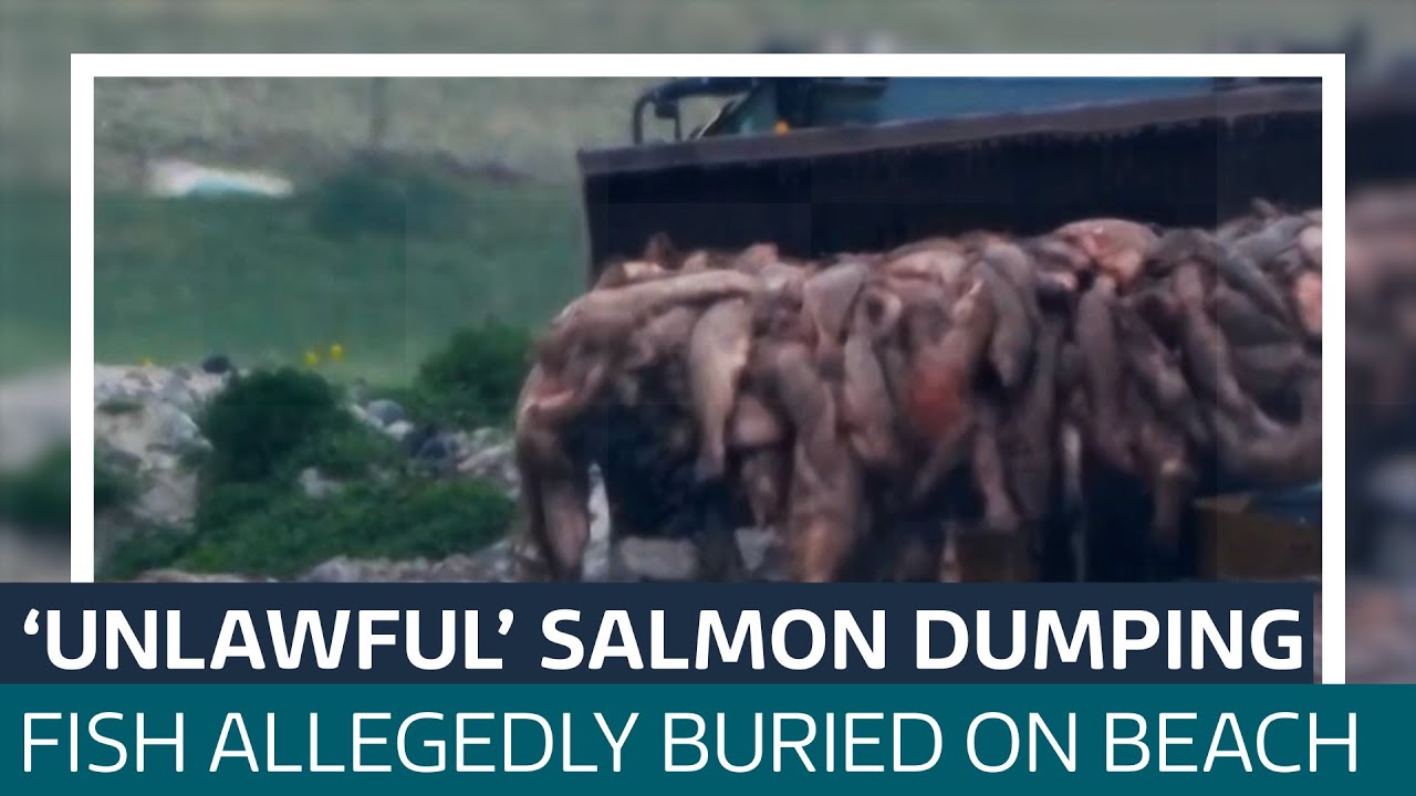 Salmon buried on Scottish beach unlawfully, footage shows | ITV News