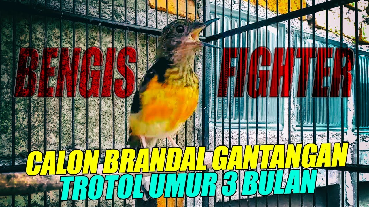 BAHOROK FIGHTER !! TROTOL JAHAT umur 3,5 bulan menunjukkan bakatnya | shama birt