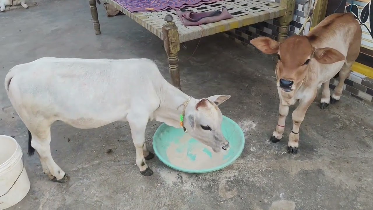 Vinay diary form  9346093106