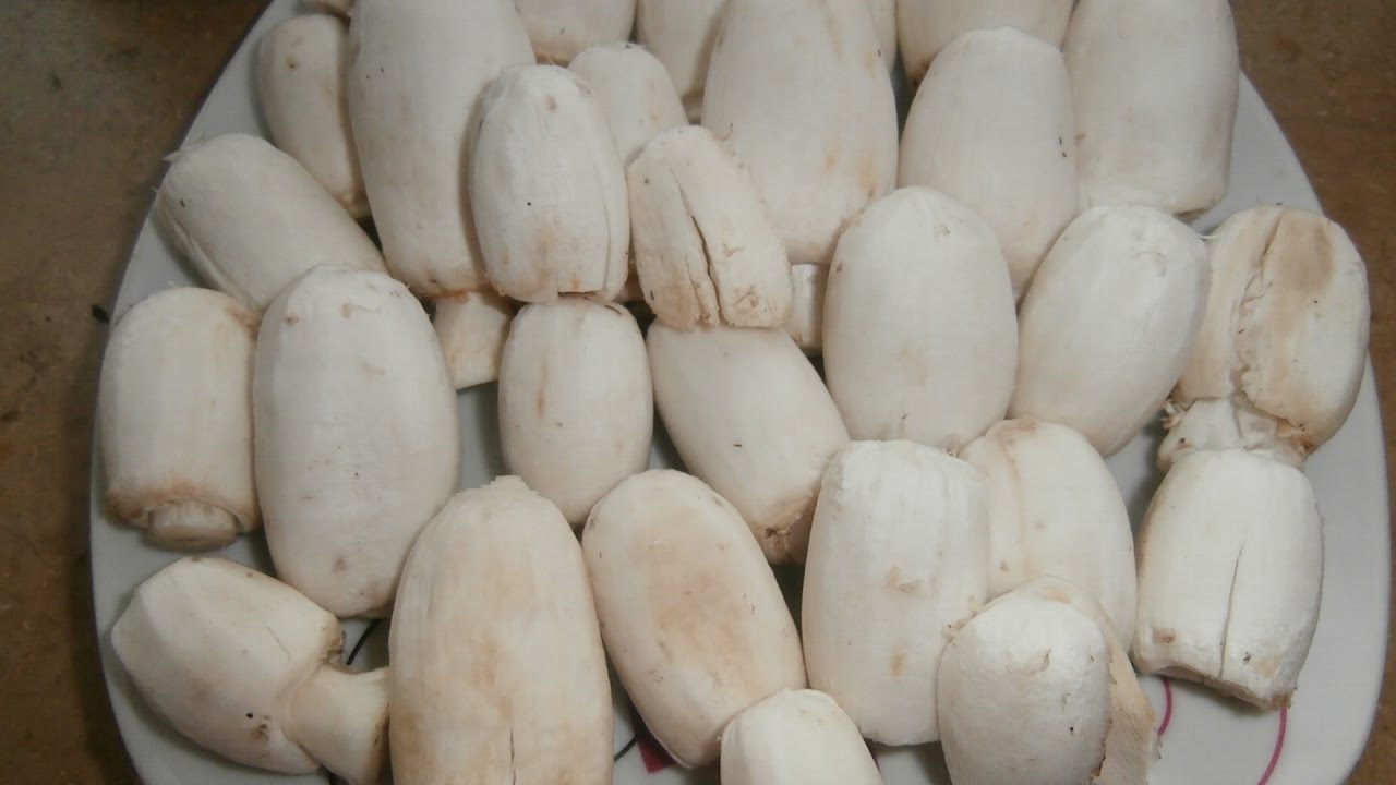 RECETA DE COPRINUS COMATUS.