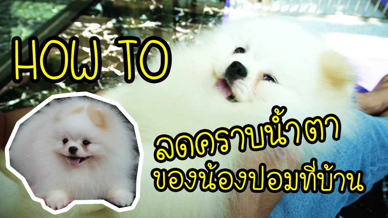 How to ลดคราบน้ำตาของน้องปอมที่บ้าน