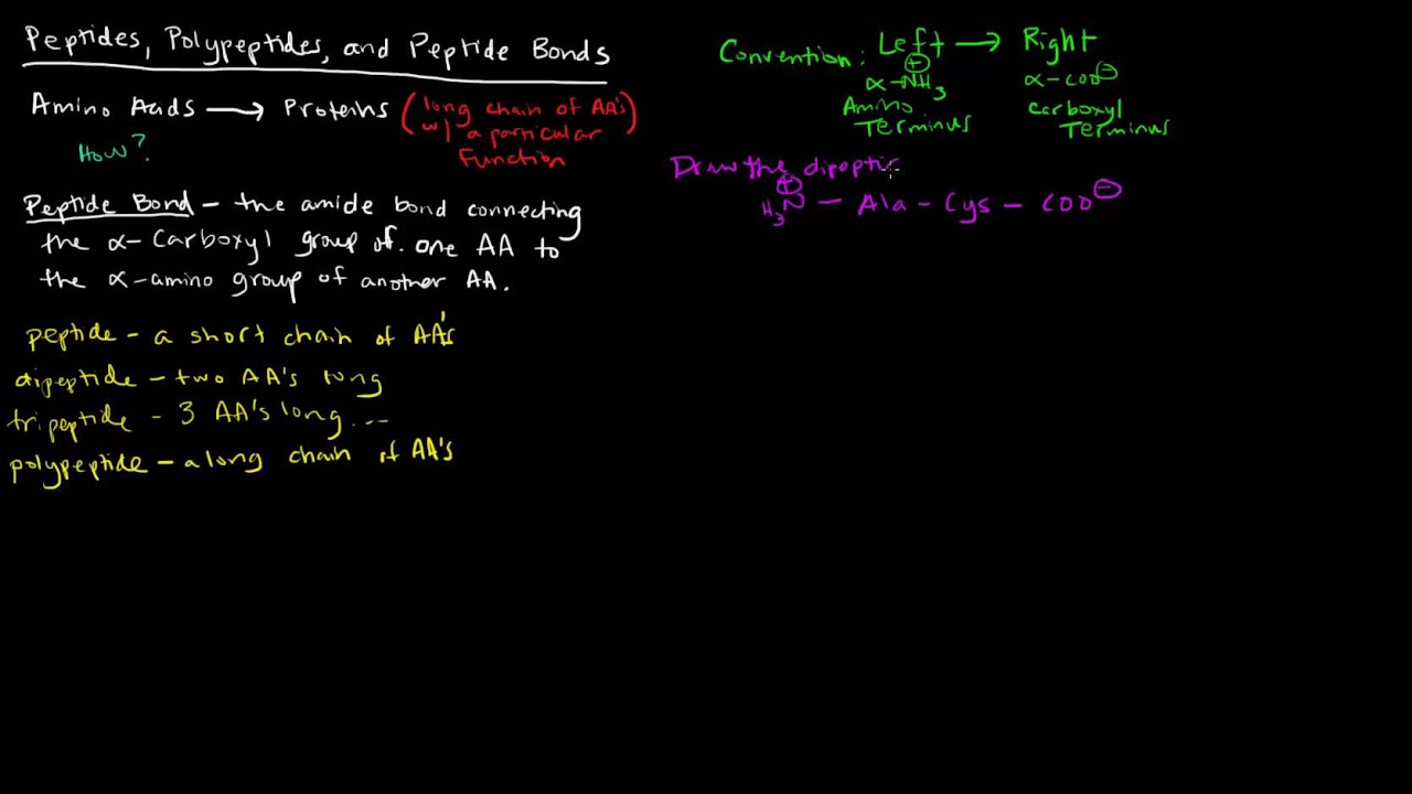 Amino Acids (Part 5 of 5) - Peptides, Polypeptides, and Peptide Bonds