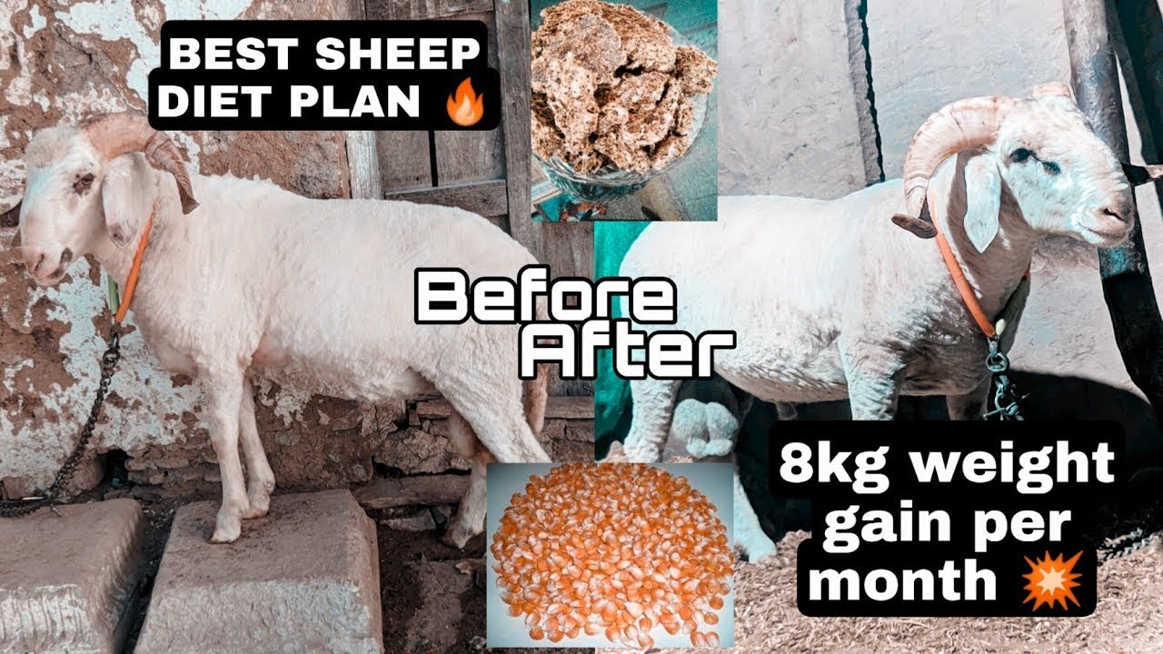 BEST WEIGHT GAIN SHEEP DIET | BEST FEED FOR YOUR SHEEP